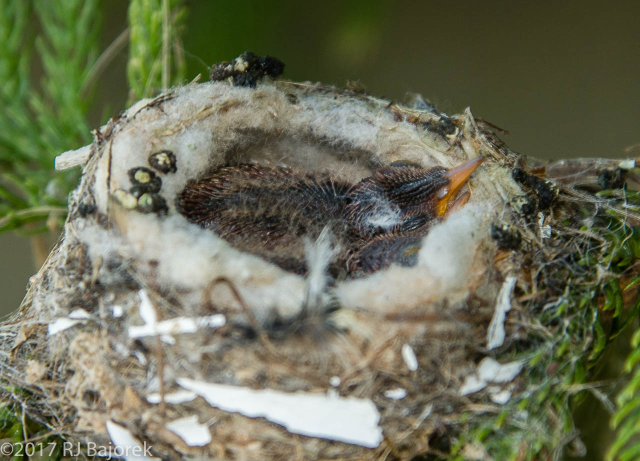 Hummingbird20170324-11
