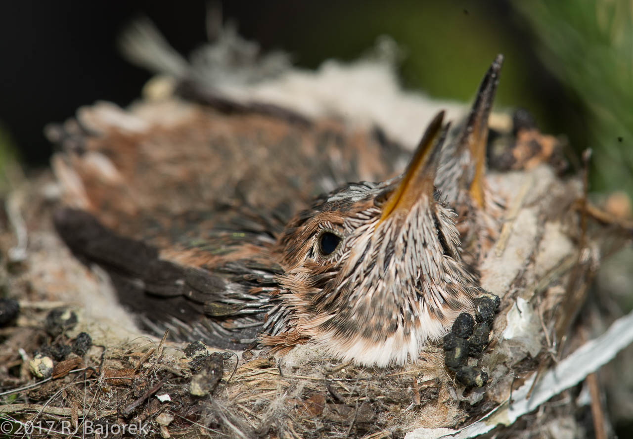 Hummingbirds20130401-2