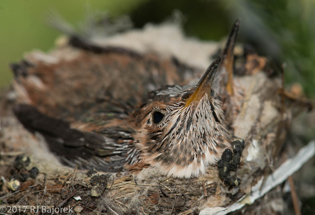 Hummingbirds20130401-6