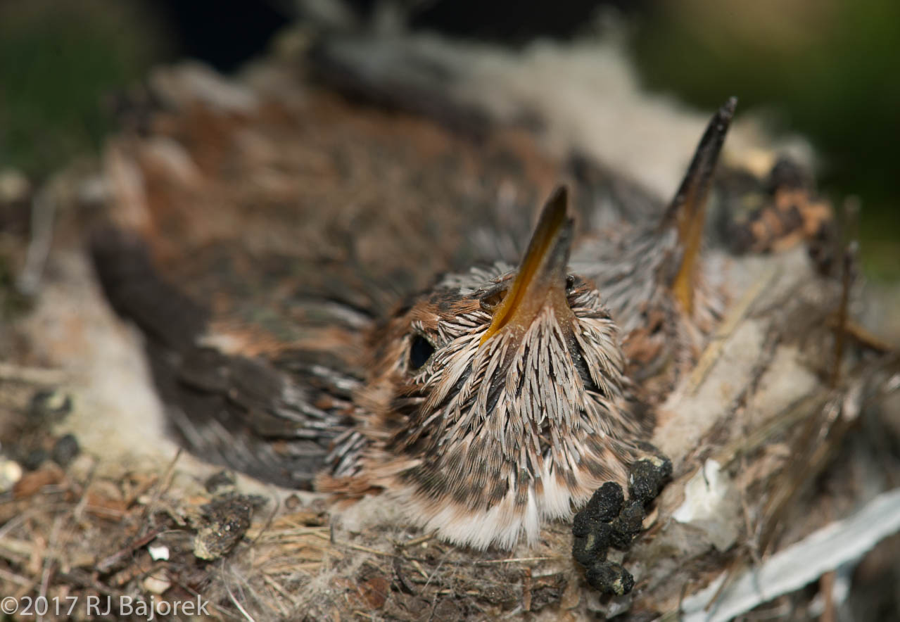 Hummingbirds20130401-8