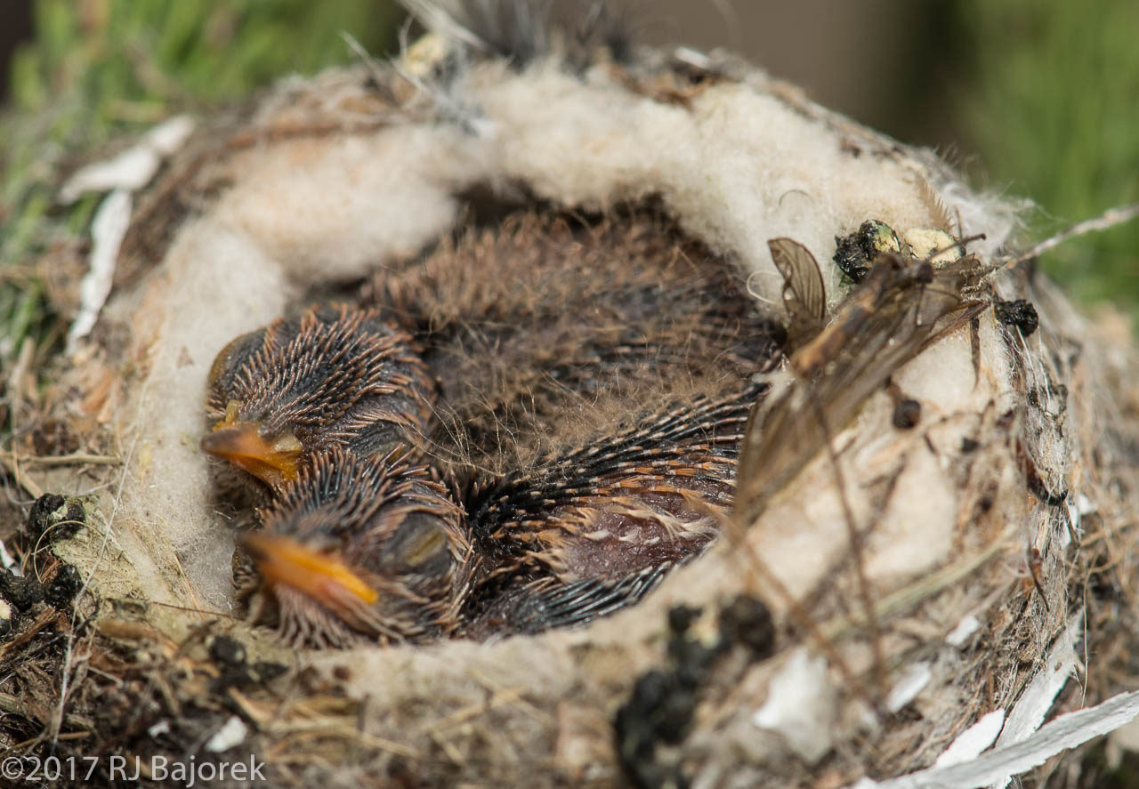 Hummingbirds20170325-16.NEF-16