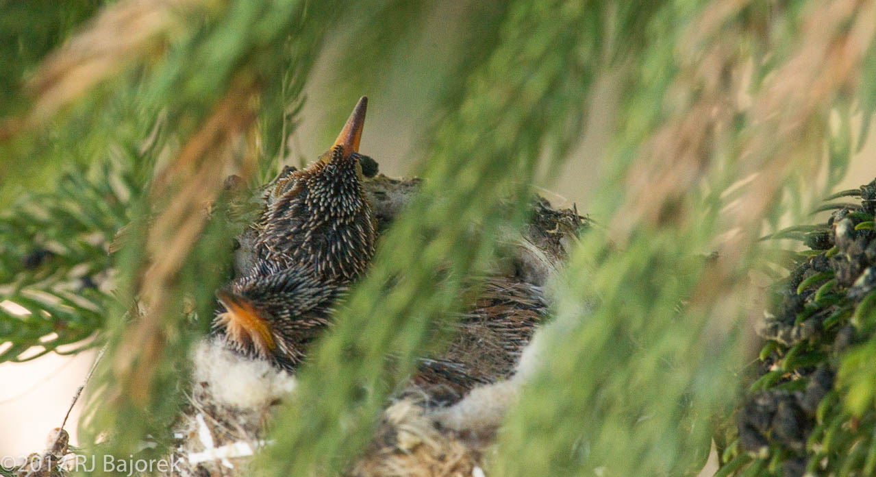 Hummingbirds20170328-11