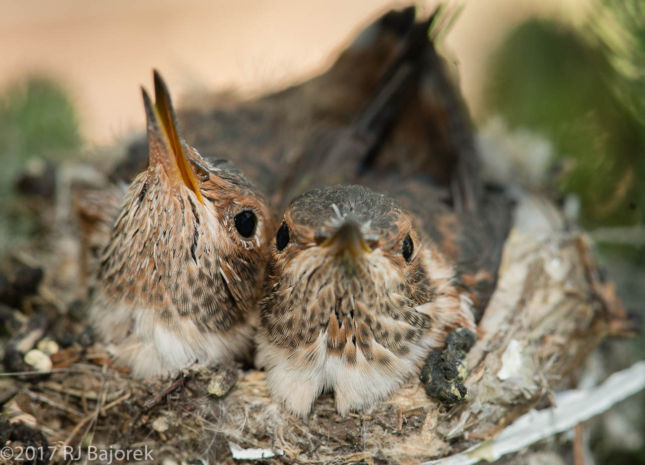 Hummingbirds20170404-15