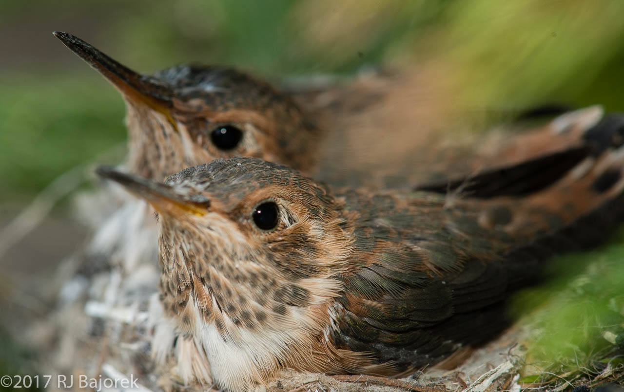 Hummingbirds20170404-27