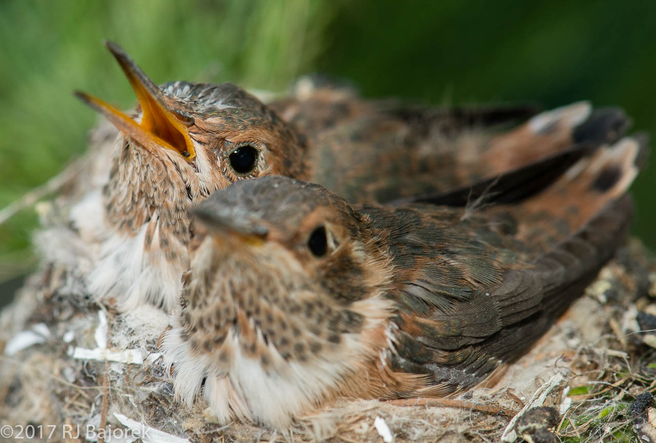 Hummingbirds20170404-28