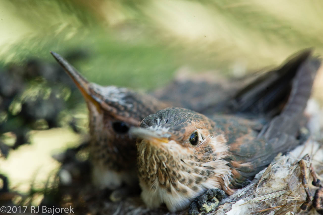 Hummingbirds20170404-3