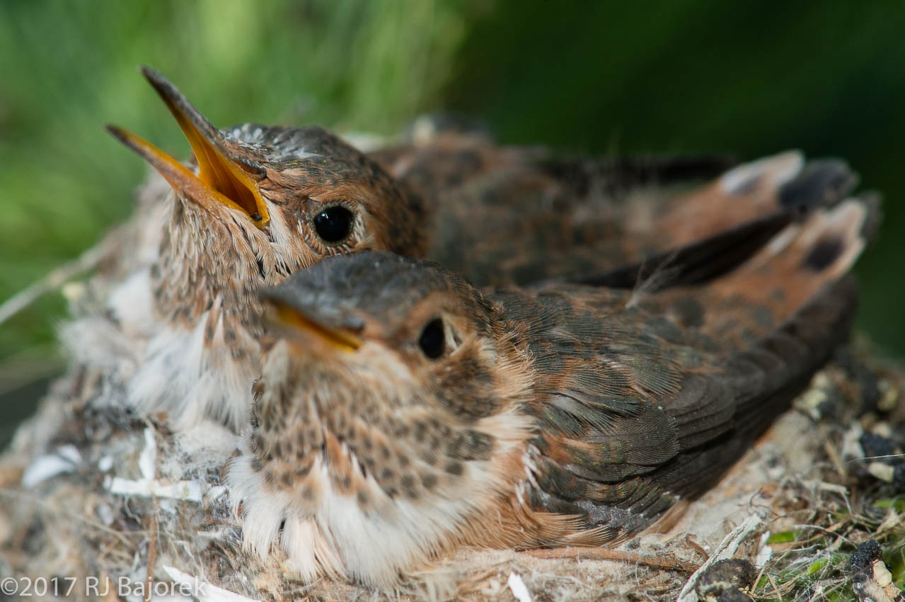 Hummingbirds20170404-32