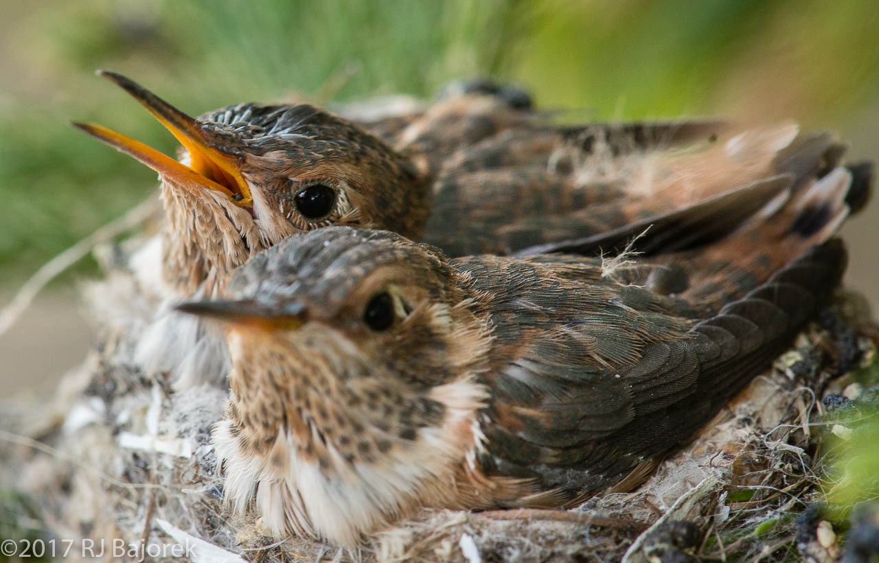 Hummingbirds20170404-37