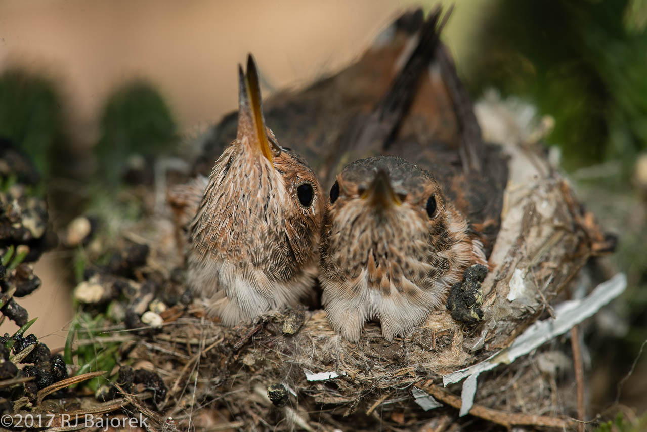 Hummingbirds20170404-7