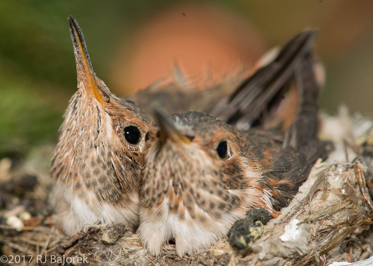 Hummingbirds20170404-9