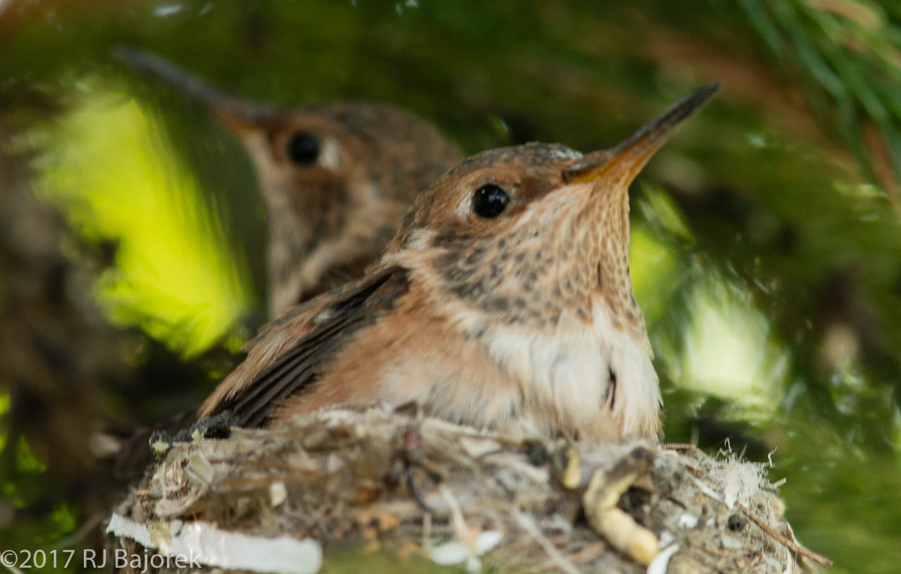 Hummingbirds20170406-12