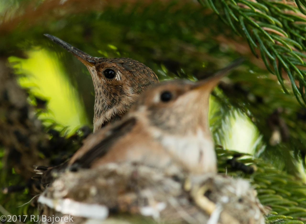 Hummingbirds20170406-13