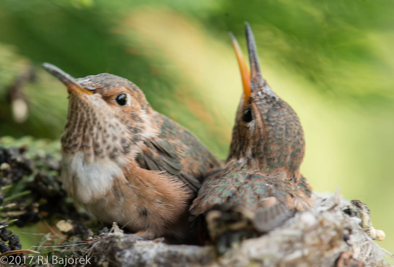 Hummingbirds20170406-14