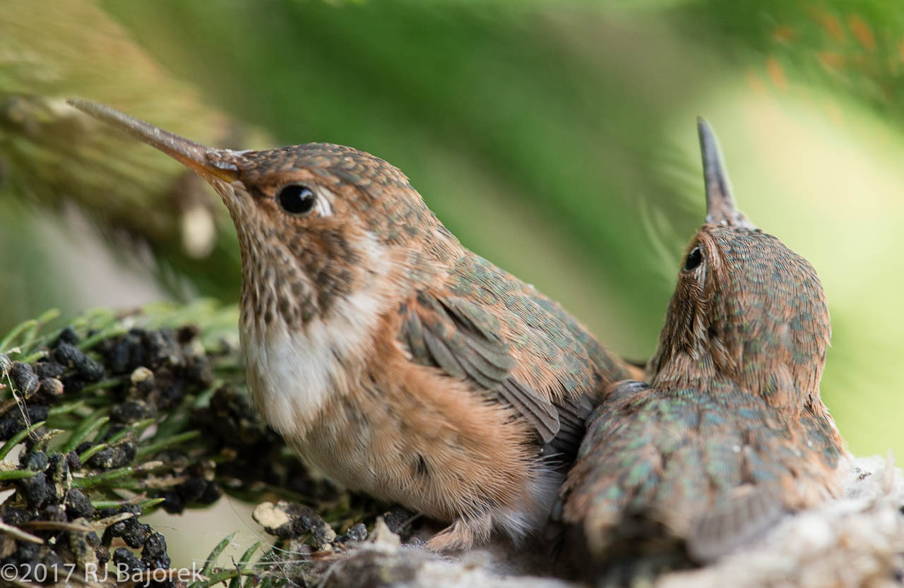 Hummingbirds20170406-22