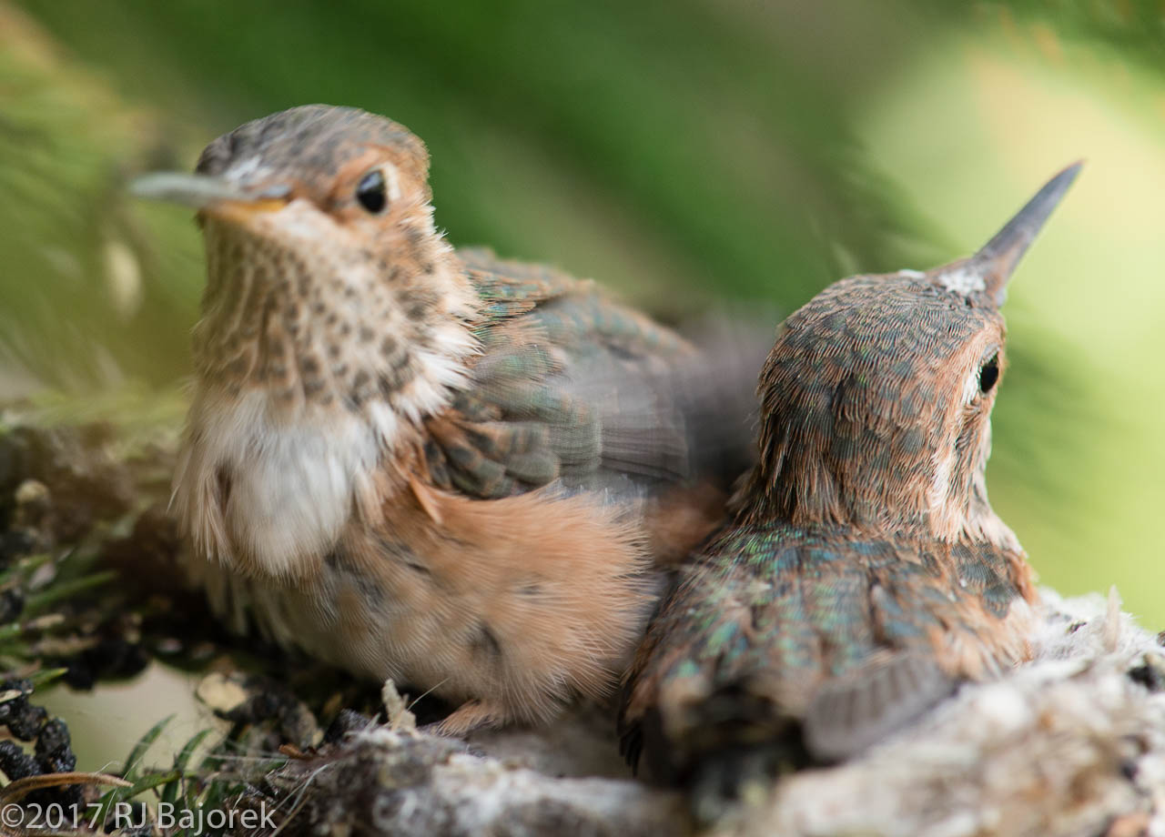 Hummingbirds20170406-25