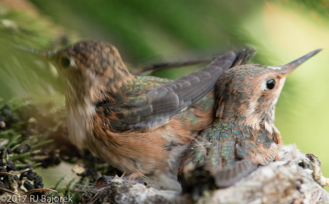 Hummingbirds20170406-27