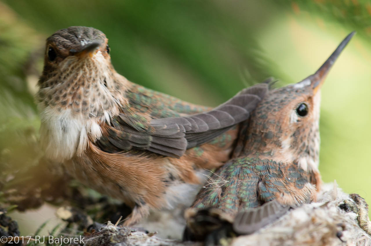 Hummingbirds20170406-28