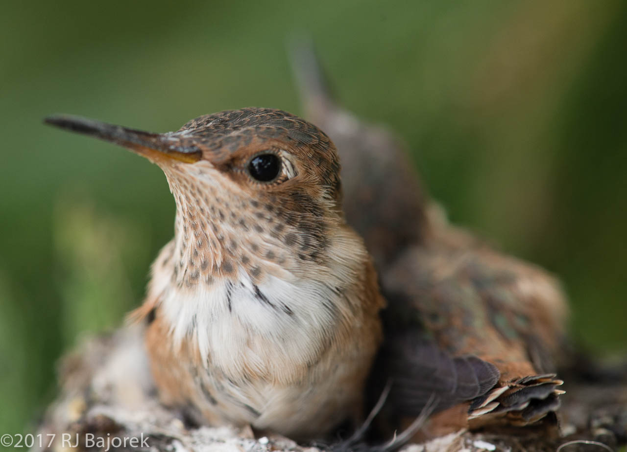 Hummingbirds20170406-3