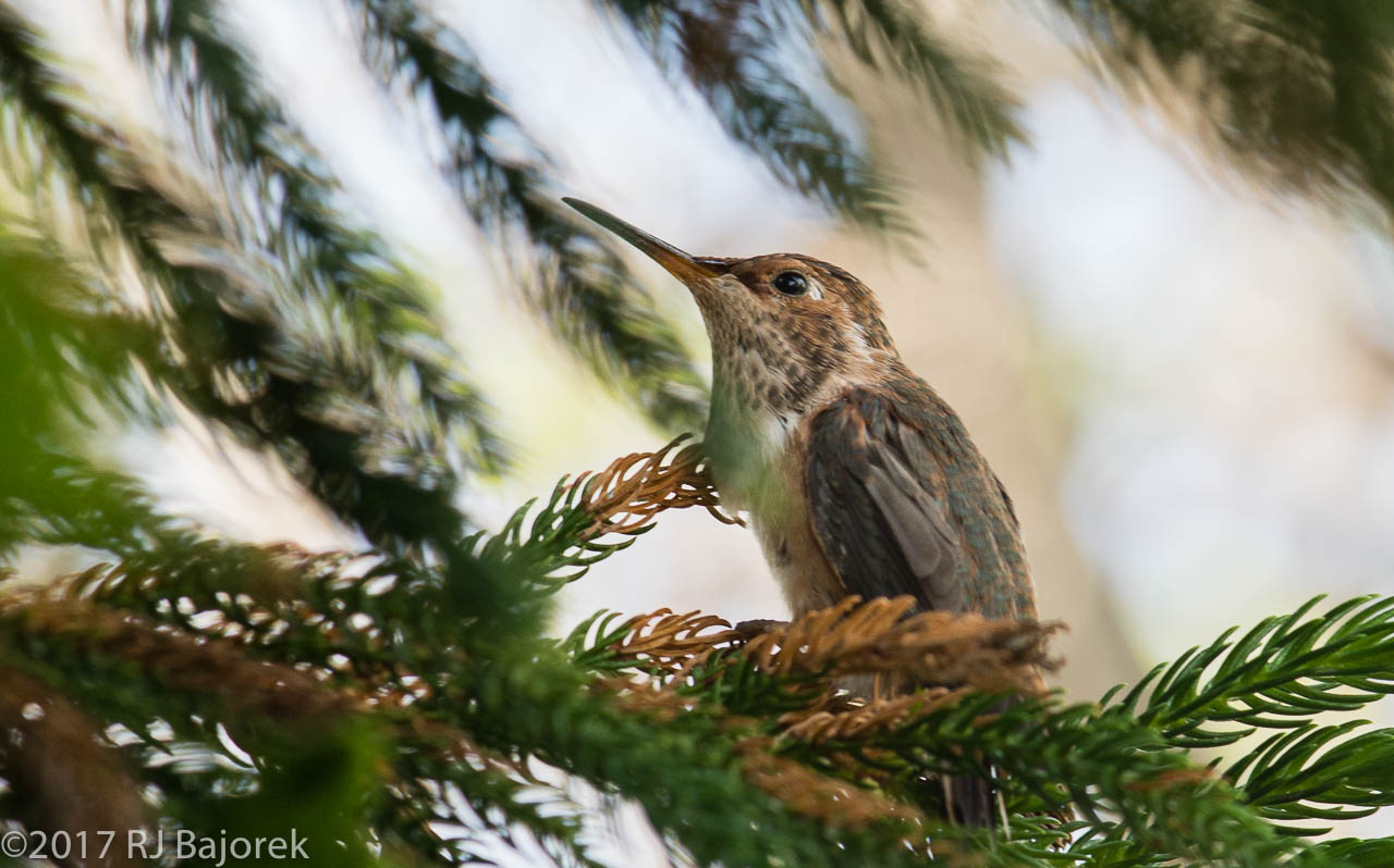 Hummingbirds20170406-34