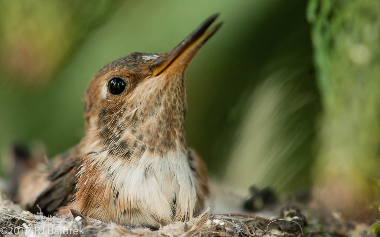 Hummingbirds20170406-38