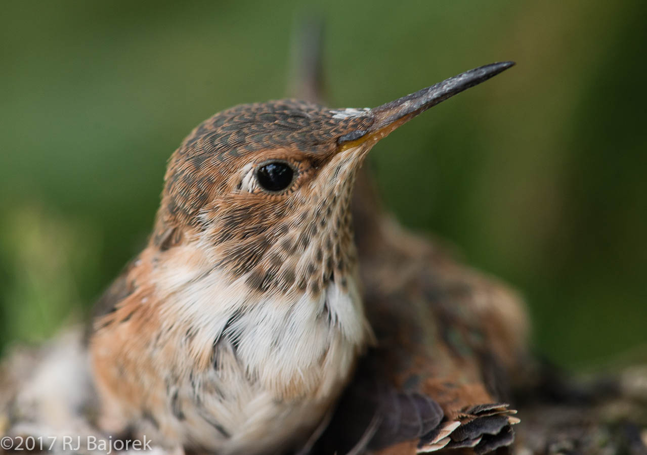 Hummingbirds20170406-4