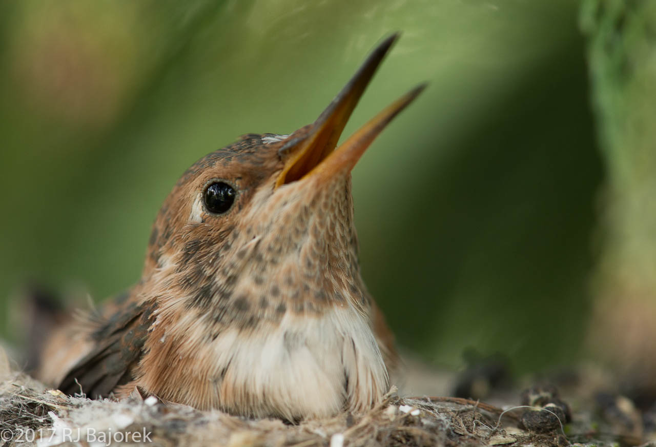 Hummingbirds20170406-45