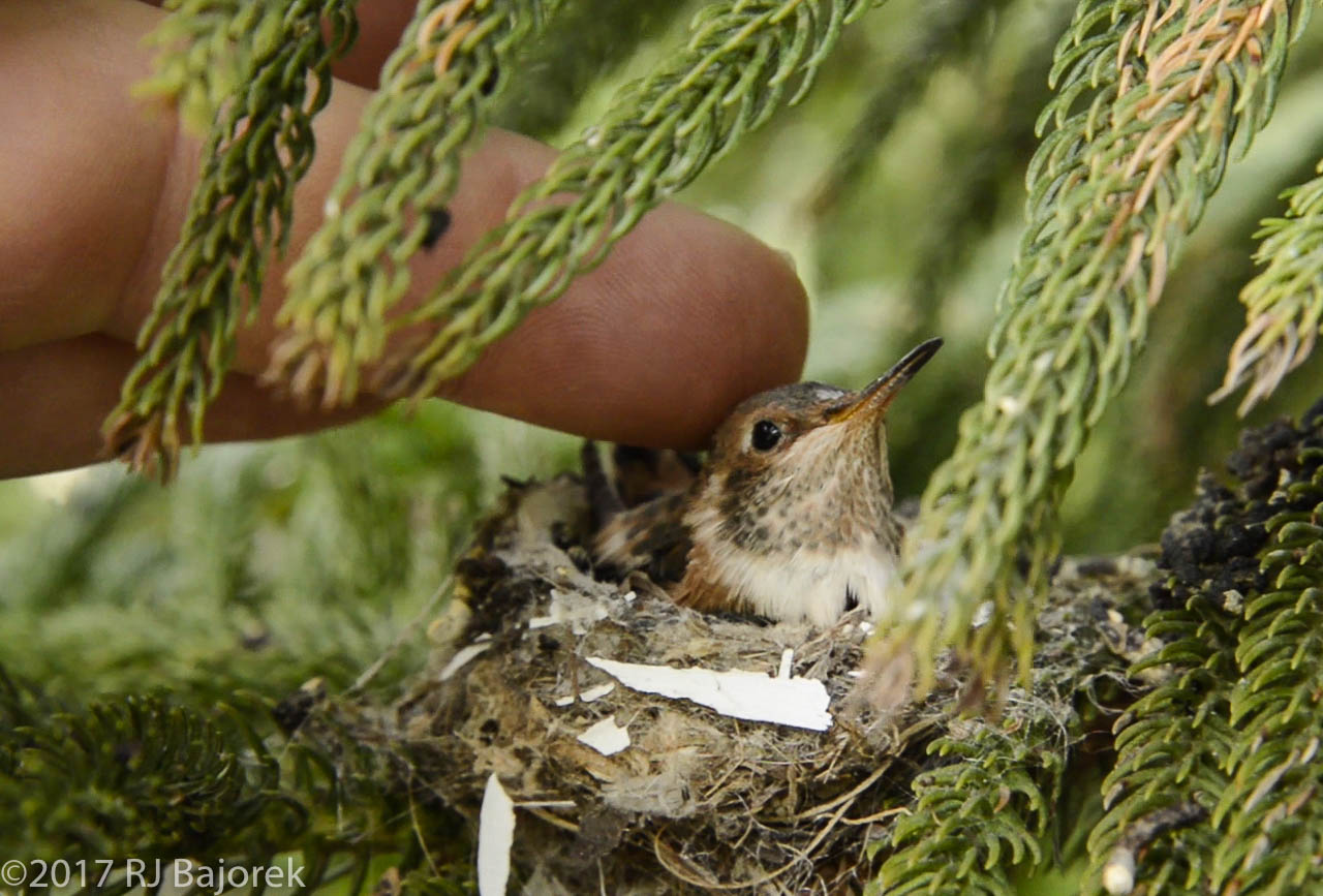Hummingbirds20170406-54-1