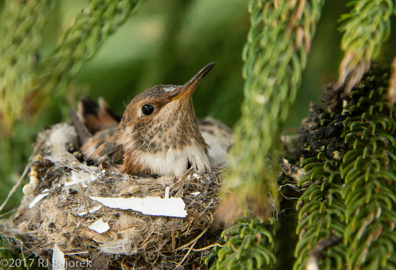 Hummingbirds20170406-55