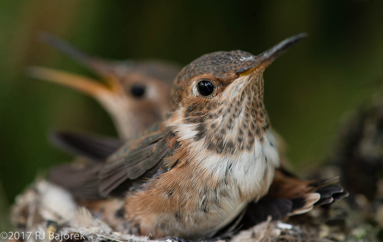 Hummingbirds20170406-6