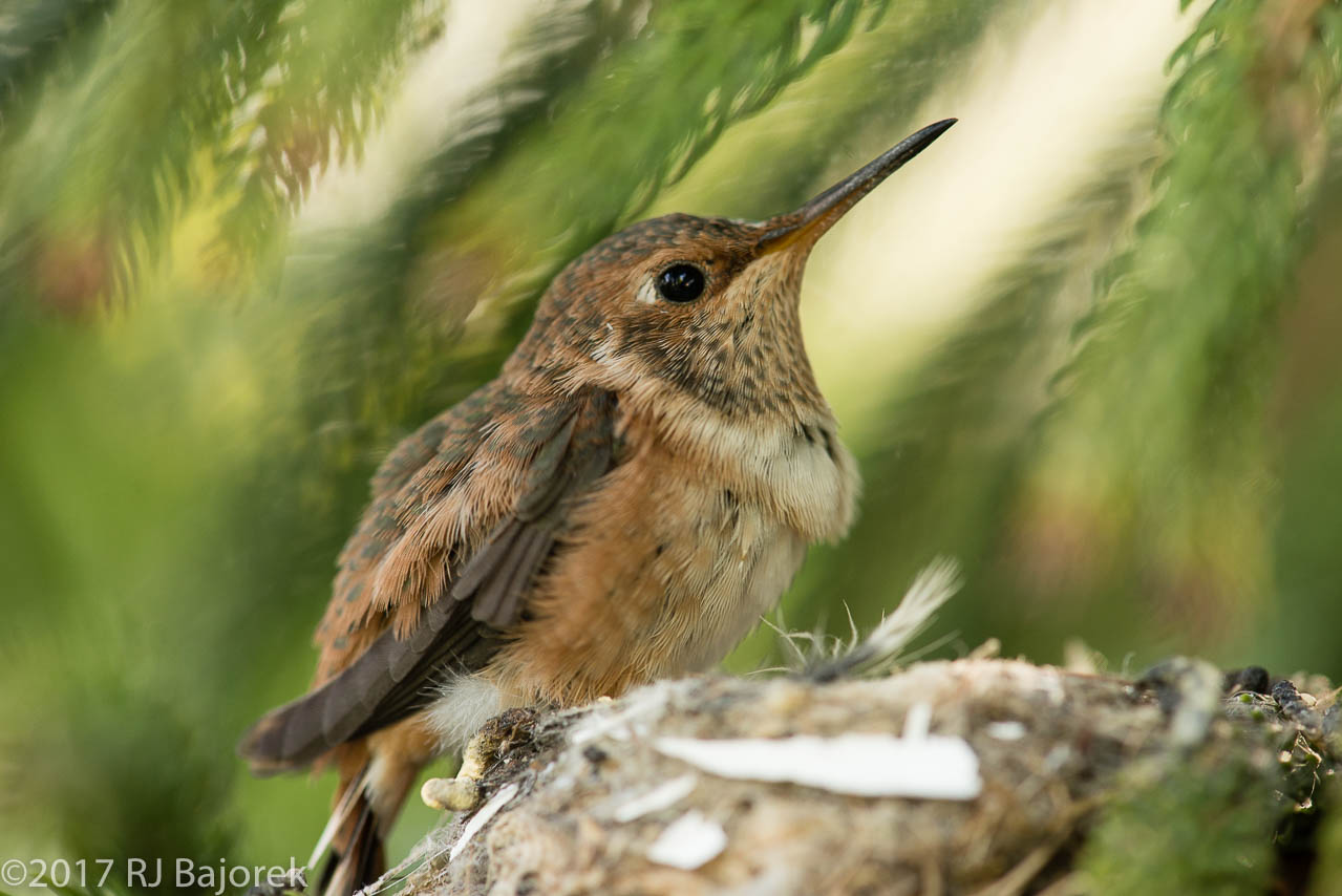 Hummingbirds20170407-1