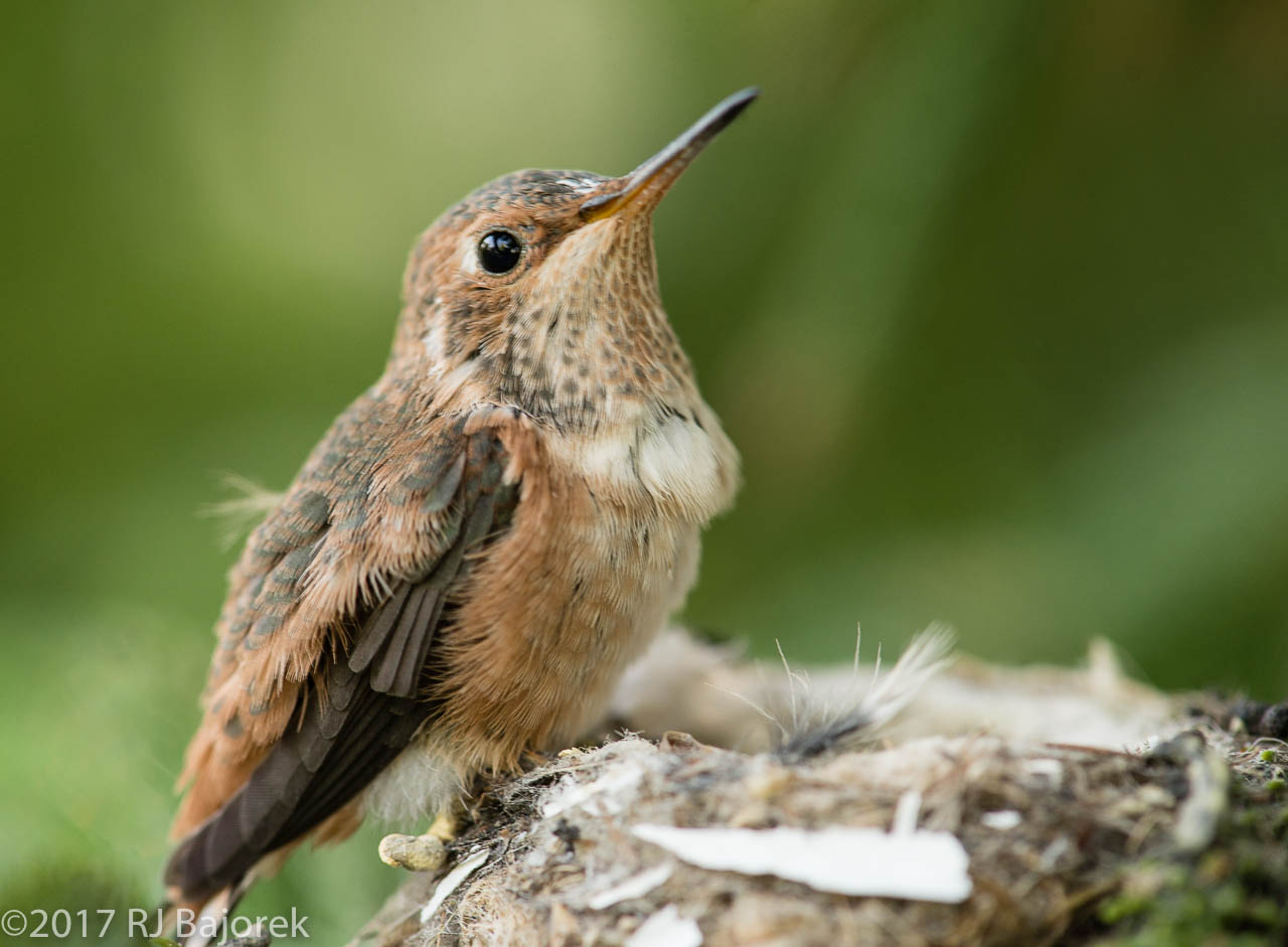Hummingbirds20170407-13