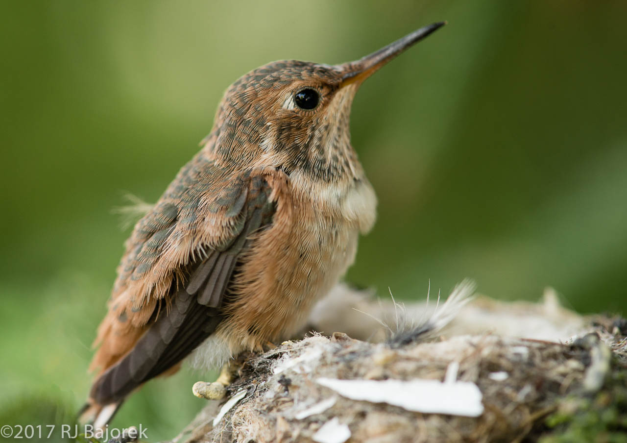 Hummingbirds20170407-15