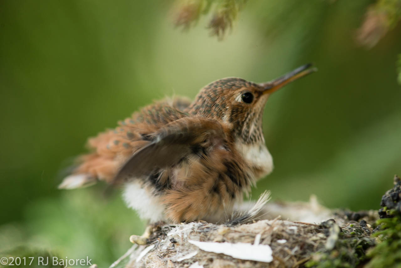 Hummingbirds20170407-16