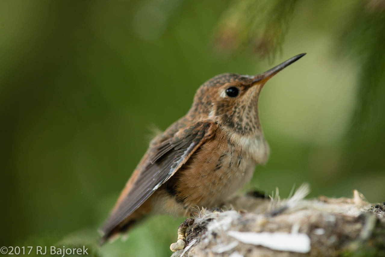 Hummingbirds20170407-26