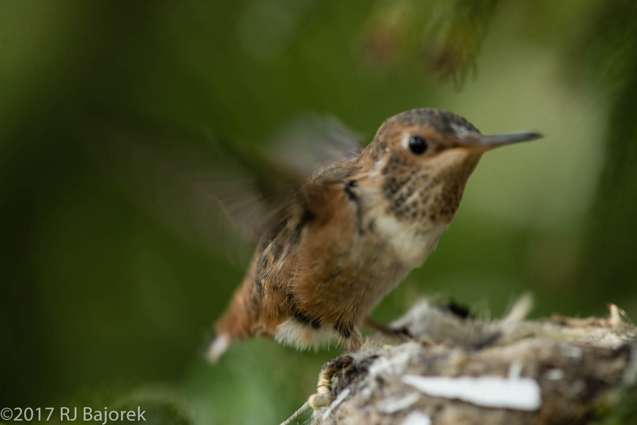 Hummingbirds20170407-27