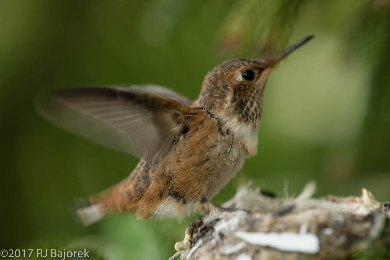 Hummingbirds20170407-28