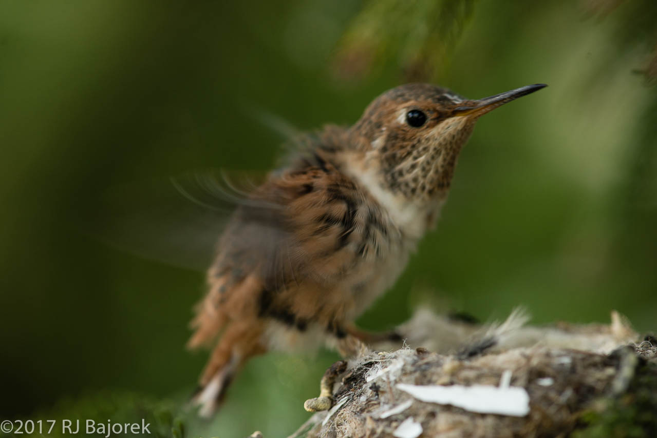 Hummingbirds20170407-38