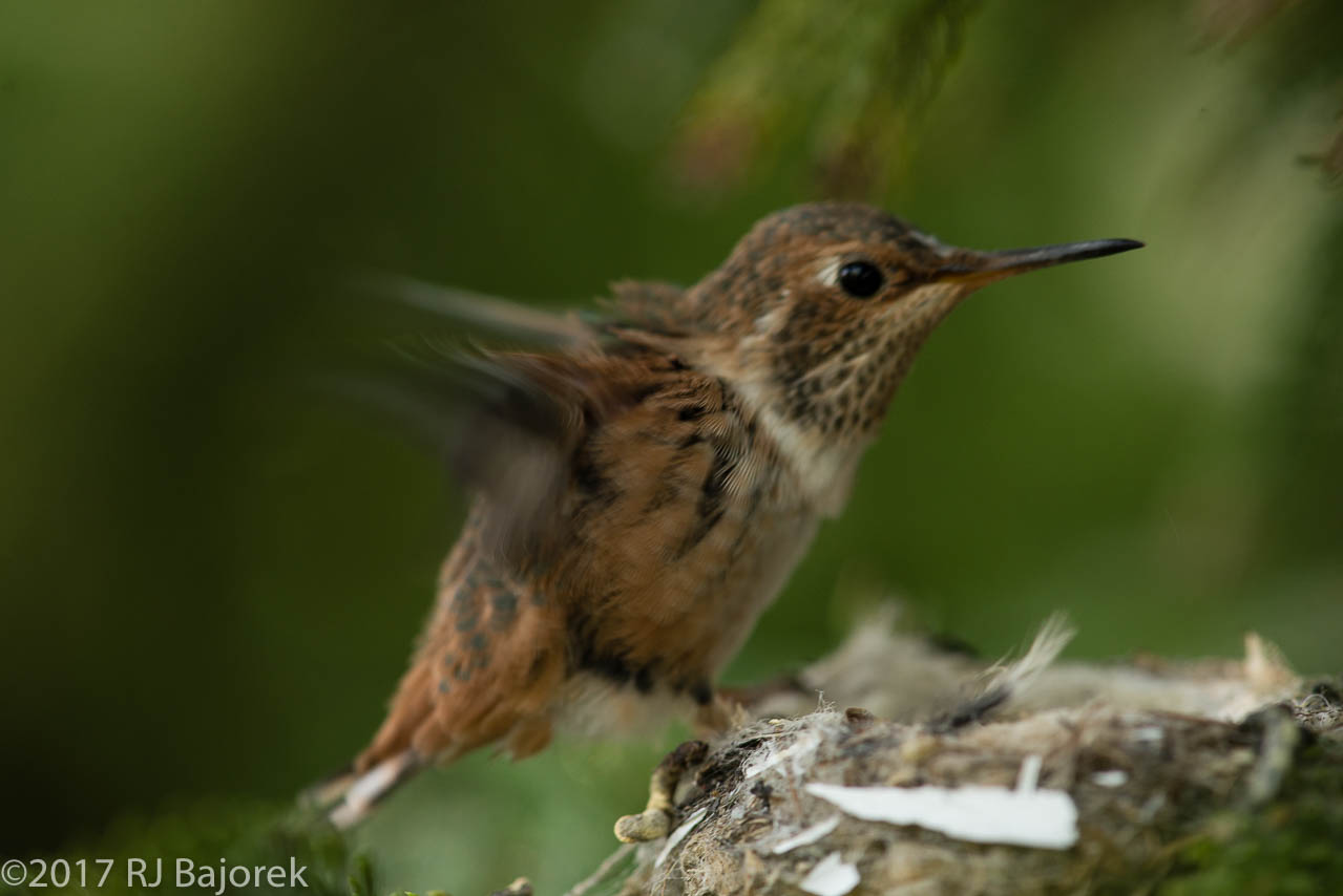 Hummingbirds20170407-39