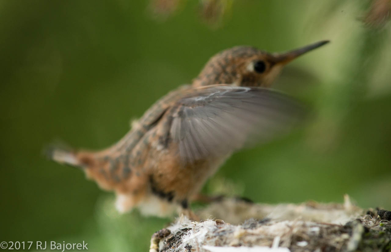 Hummingbirds20170407-42