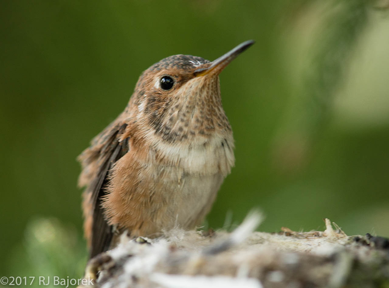 Hummingbirds20170407-45
