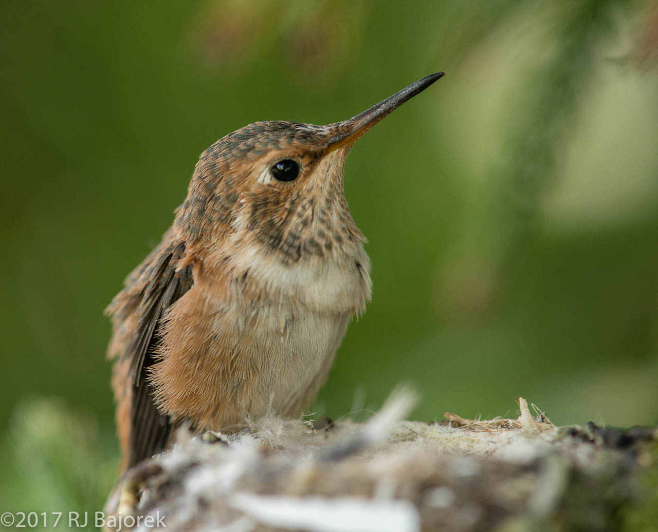 Hummingbirds20170407-46