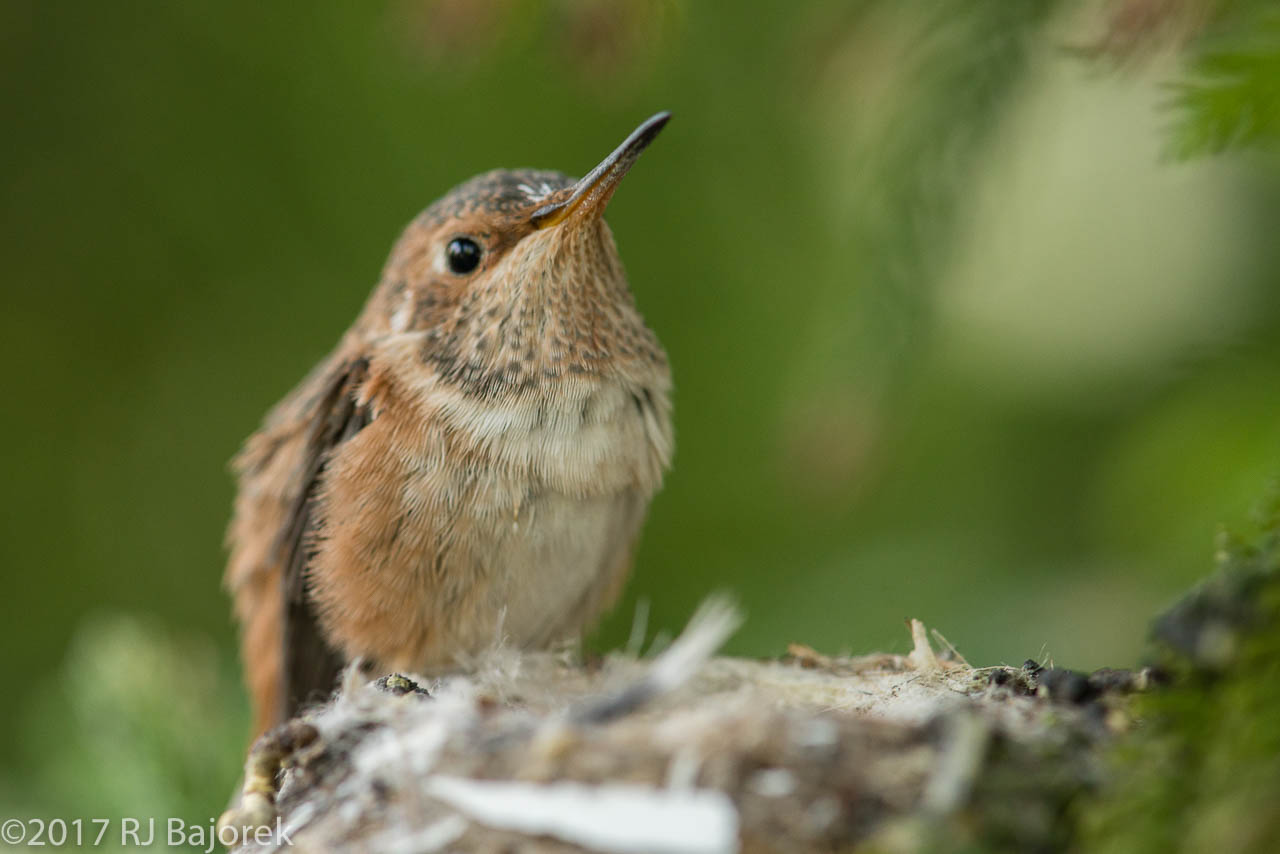 Hummingbirds20170407-49