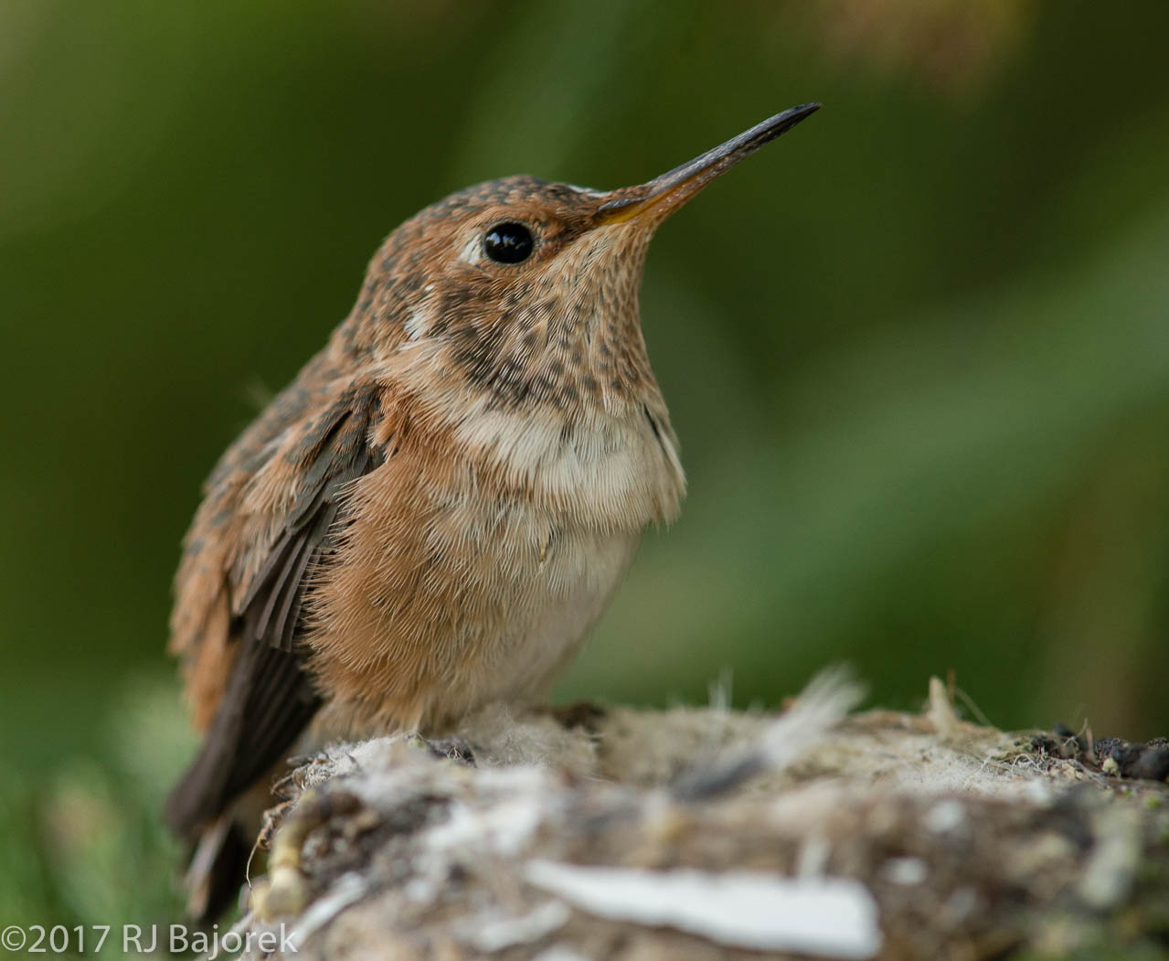 Hummingbirds20170407-53