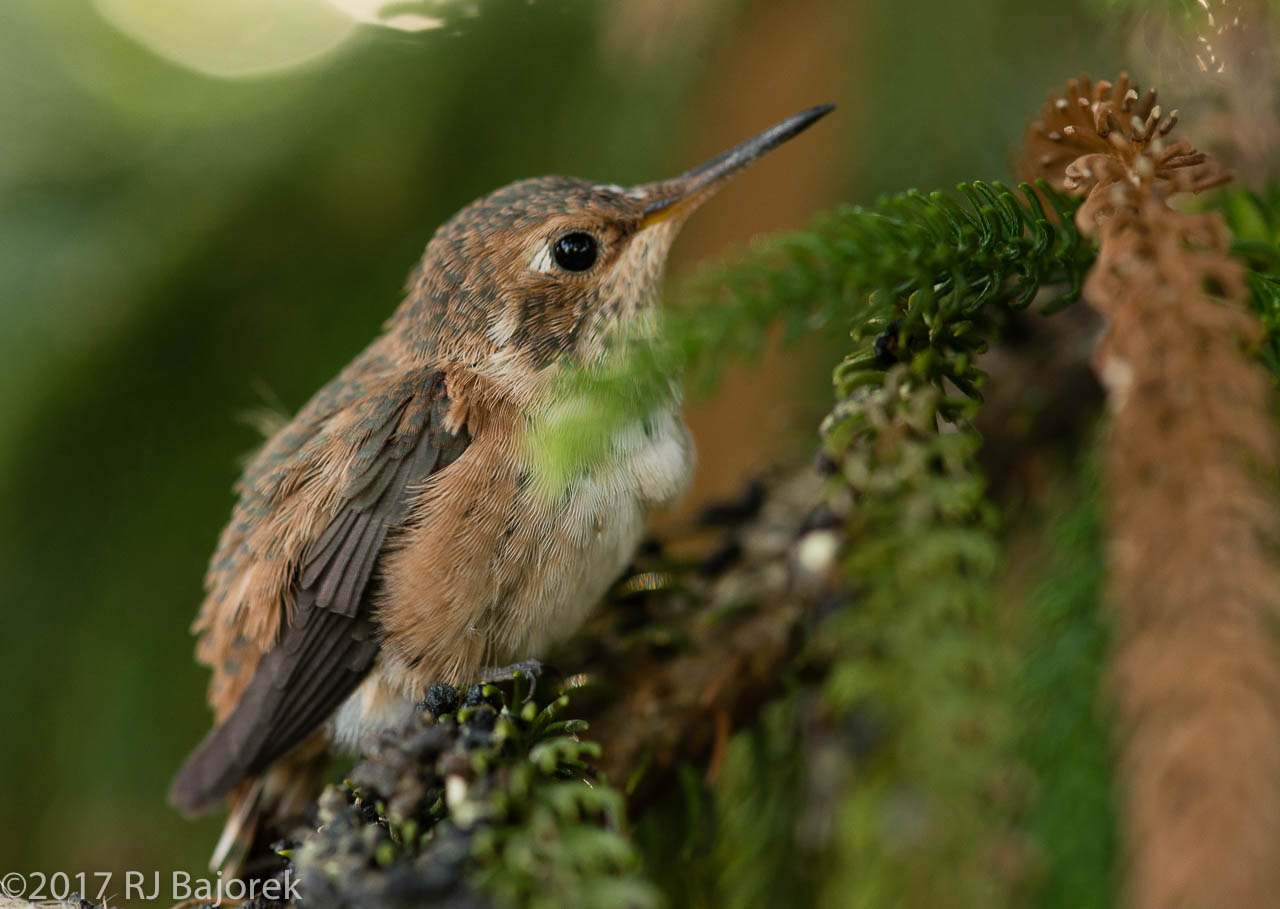 Hummingbirds20170407-63