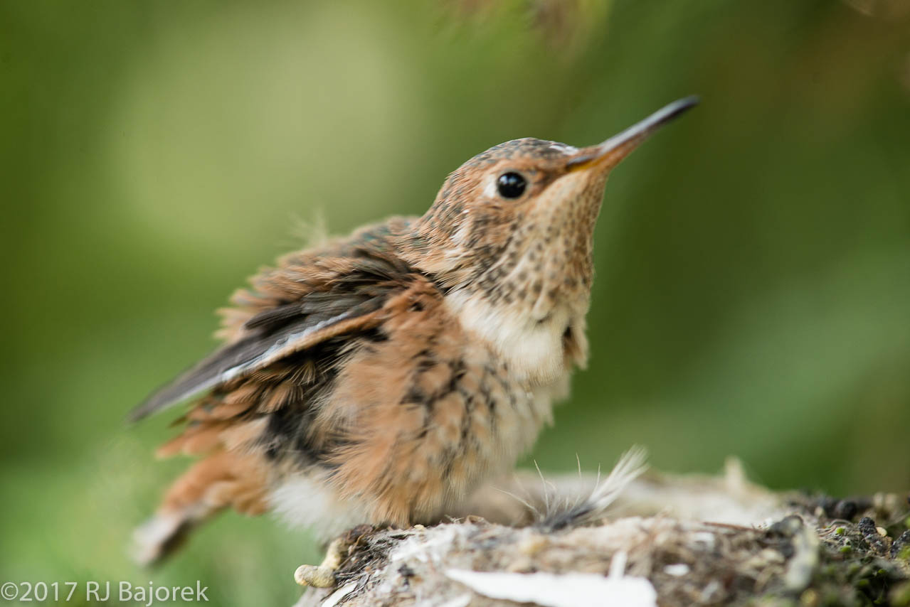 Hummingbirds20170407-7