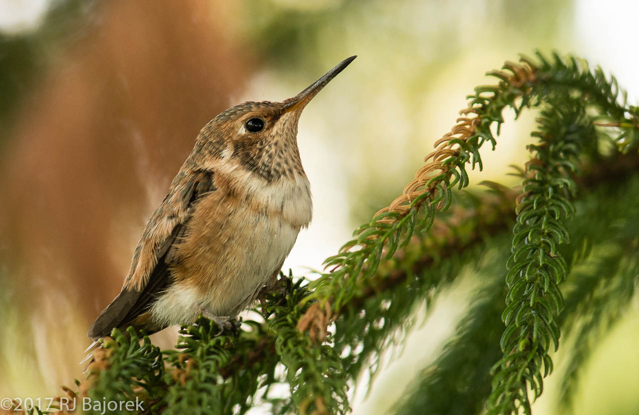 Hummingbirds20170407-71