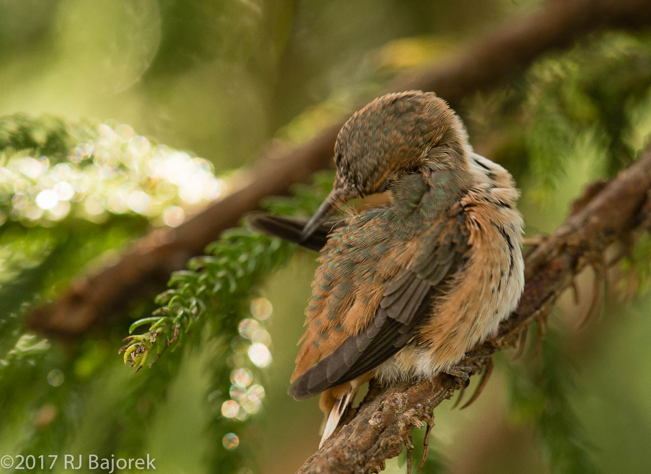 Hummingbirds20170407-78