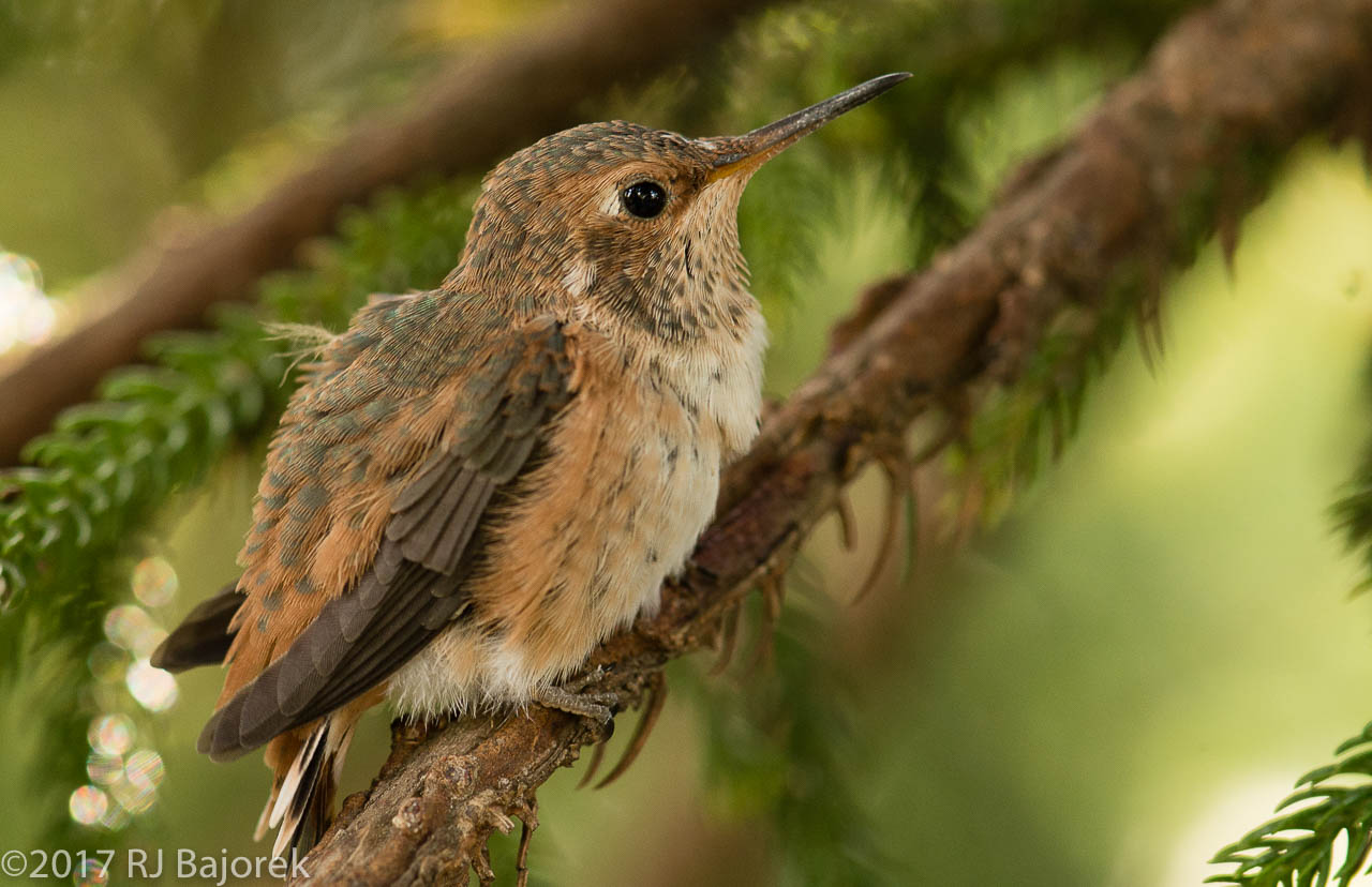 Hummingbirds20170407-81