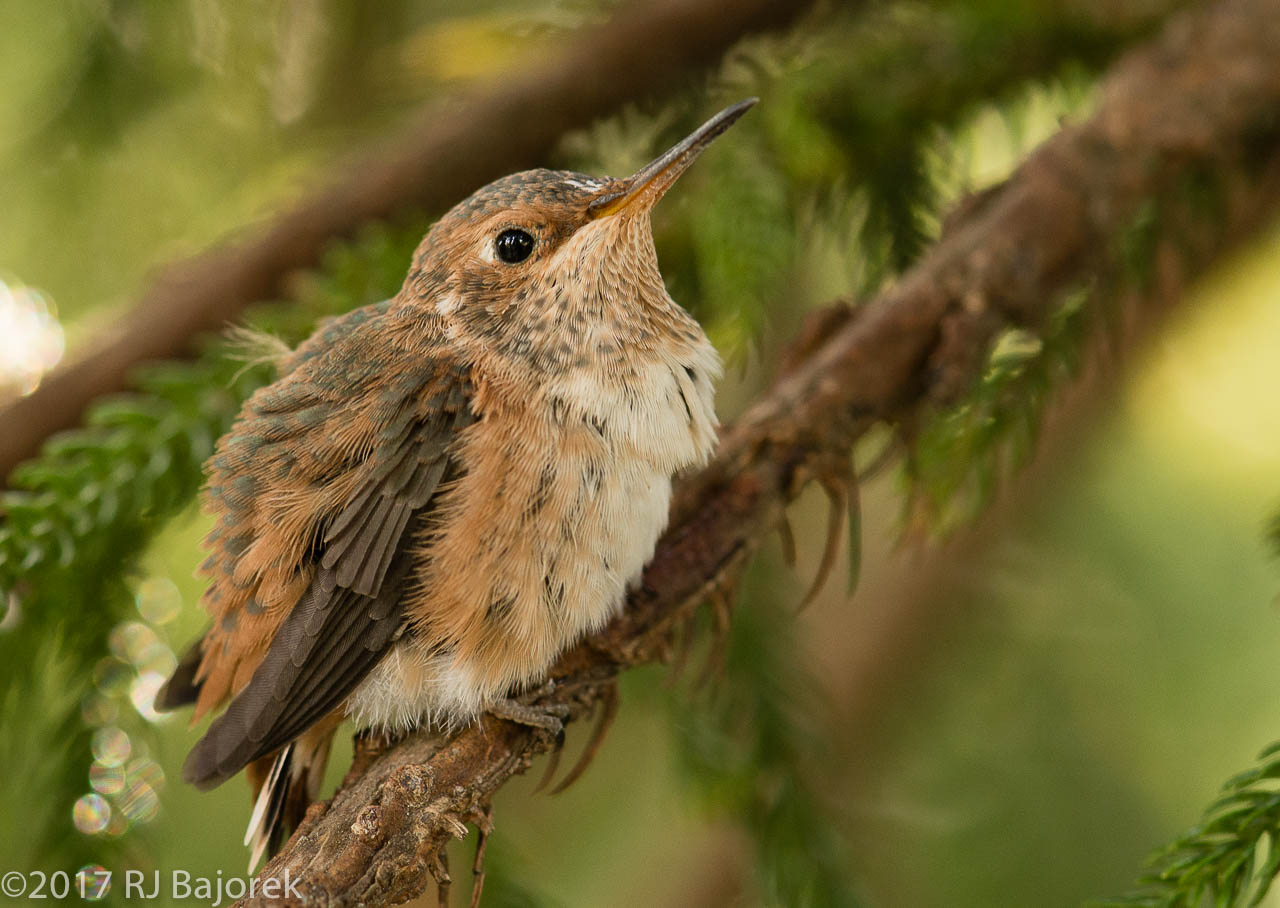 Hummingbirds20170407-84
