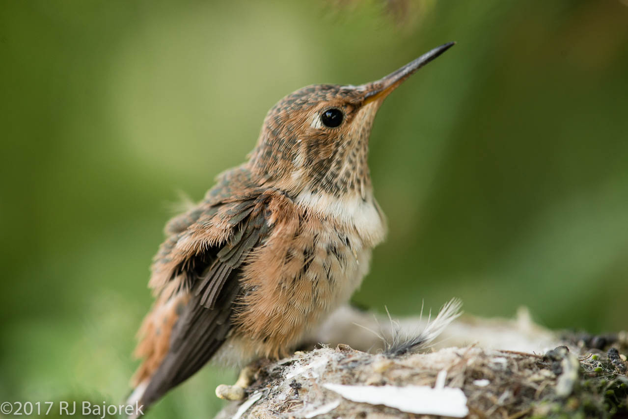 Hummingbirds20170407-9